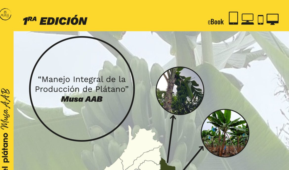 Manejo integrado del cultivo del plátano musa AAB